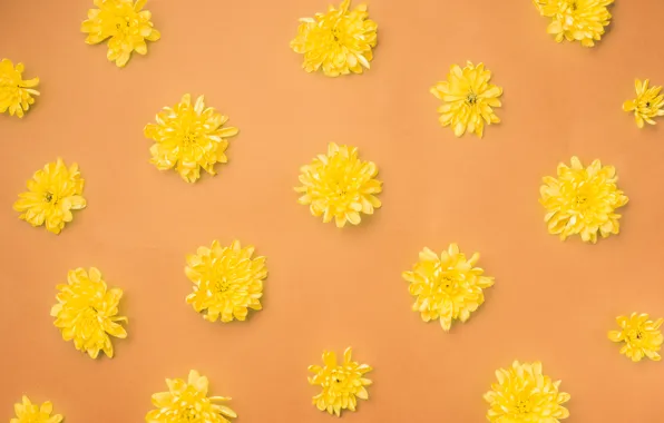 Picture flowers, yellow, background, buds, yellow, flowers, orange