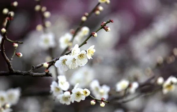 Flowers, branches, tree, spring, flowering, fruit