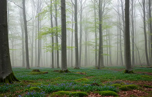Forest, trees, fog, spring, wallpaper, forest, trees, fog