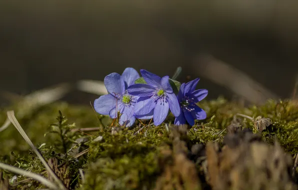 Flowers, moss, spring, bokeh, pechenocna