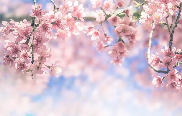Picture the sky, branches, spring, Sakura, flowering, pink, blossom, sakura
