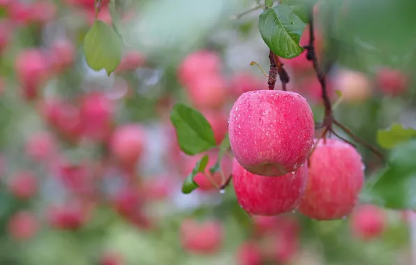 Picture drops, macro, apples, branch, bokeh