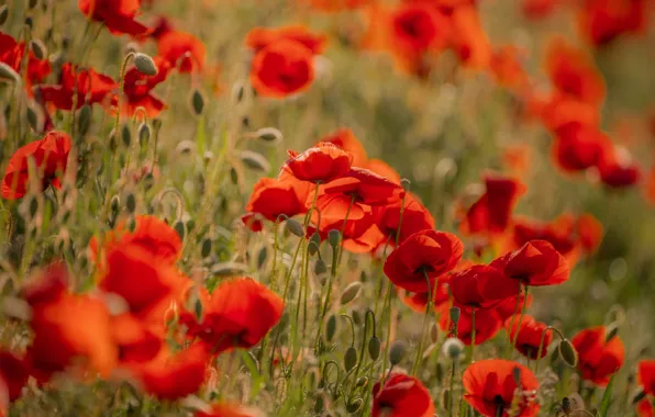 Greens, flowers, bright, Maki, meadow, red, a lot, poppy field