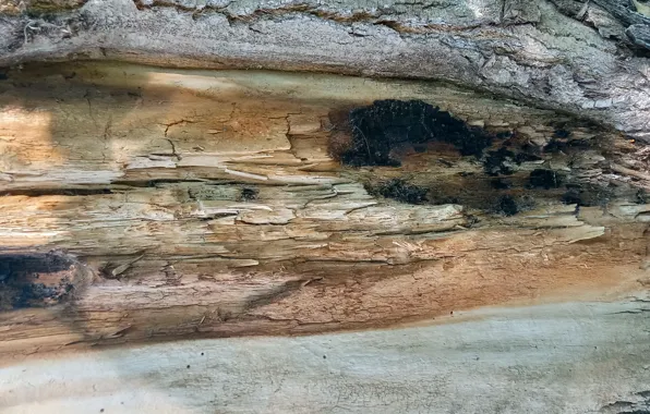 Wood texture, naturalism, abstractia, wood texture