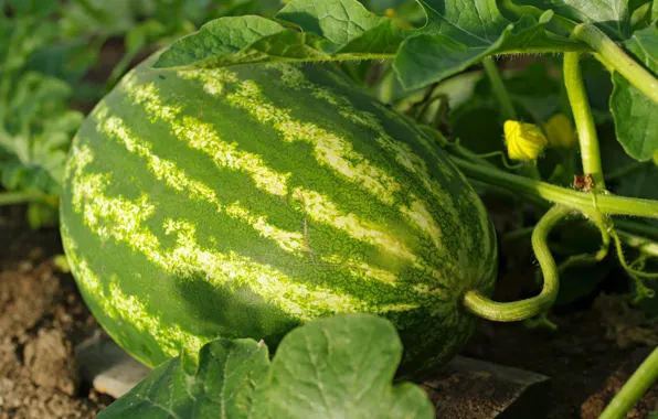 Watermelon, harvest, fruit, the garden, cottage.fruit