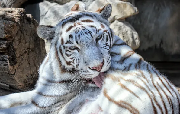 Picture cat, white tiger, washing