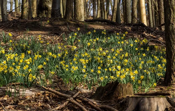 Picture forest, trees, flowers, spring, daffodils