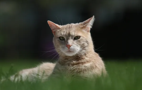 Picture grass, cat, lies, red
