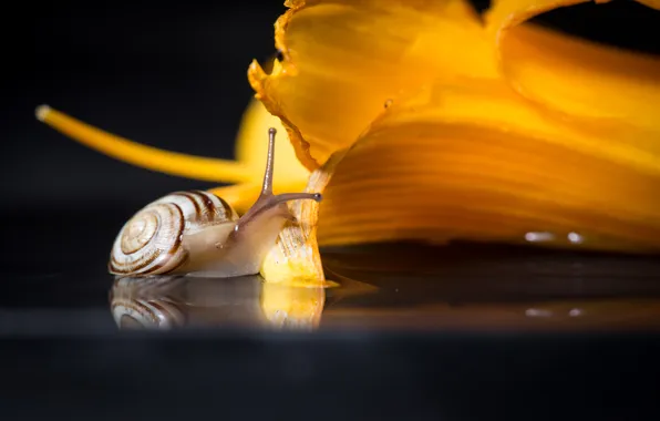 Picture macro, flowers, snail