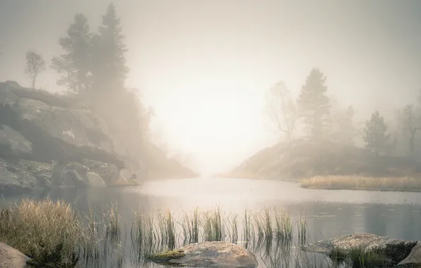 Landscape, fog, river, morning