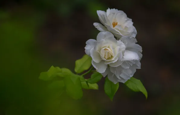 Picture background, rose, branch, petals, white roses