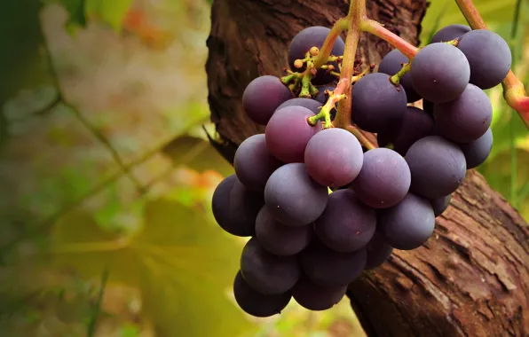 Macro, tree, food, branch, fruit, grapes, bunch, brush