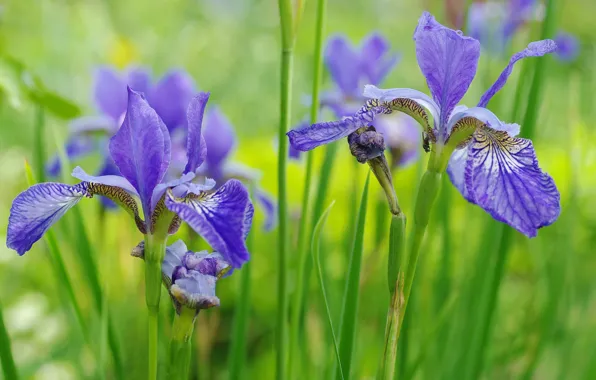 Summer, flowers, nature, beauty, plants, irises, cottage, June