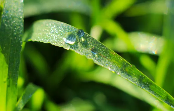 Wallpaper green, grass, drops images for desktop, section природа