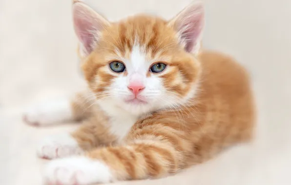 Picture cat, white, look, pose, background, portrait, light, paws
