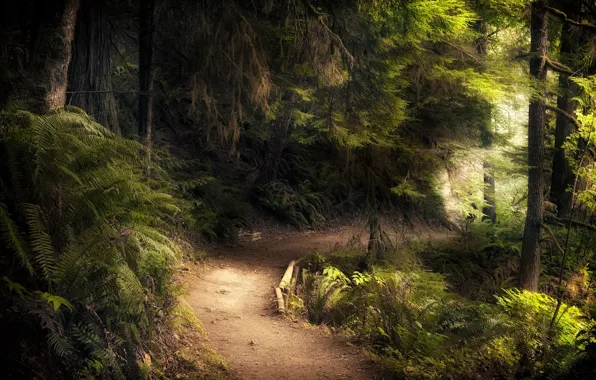 Forest, summer, nature