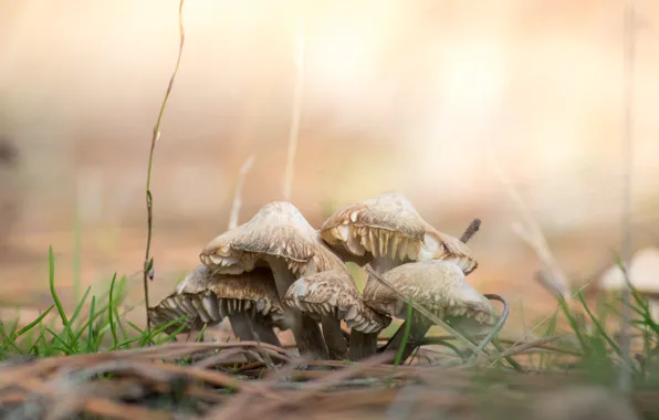 Nature, mushrooms, bokeh, family