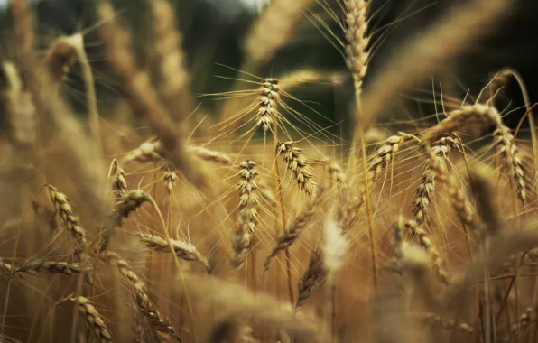Picture wheat, nature, background, widescreen, Wallpaper, rye, spikelets, wallpaper