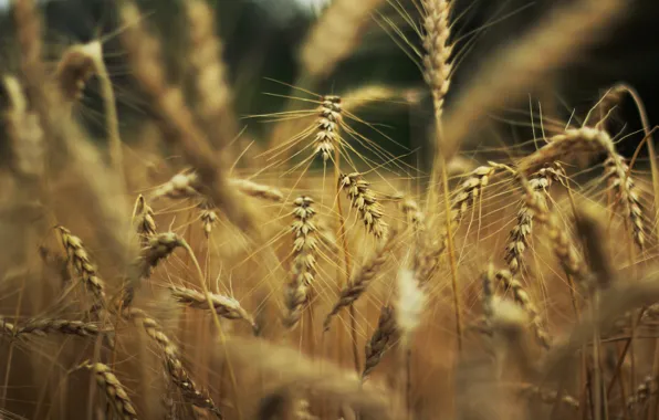 Wheat, nature, background, widescreen, Wallpaper, rye, spikelets, wallpaper