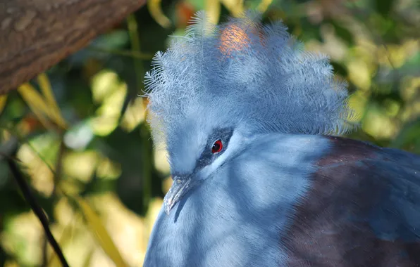 Light, branches, bird, dove, portrait, shadows, bokeh