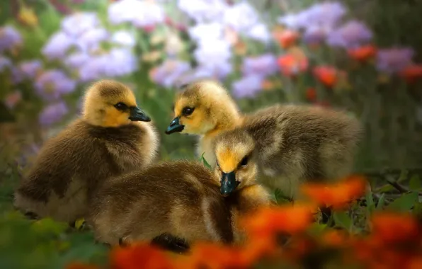 Birds, nature, ducklings, Chicks, the goslings