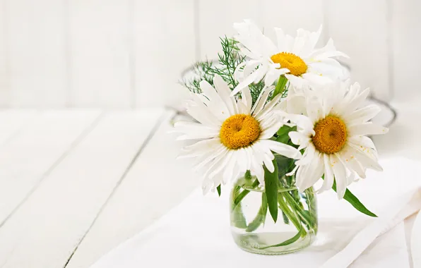 Picture summer, chamomile, bouquet, white