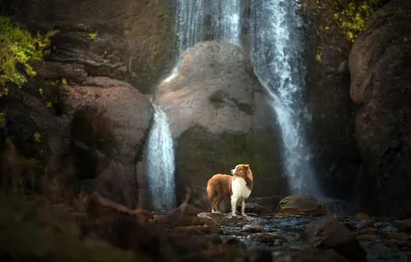 Each, waterfall, dog