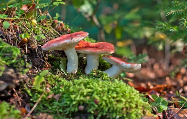 Macro, mushrooms, Russula