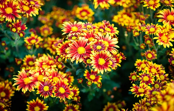Flowers, bright, Bush, garden, orange, chrysanthemum, bokeh, red-yellow