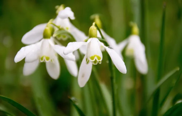 Leaves, macro, flowers, stems, blur, spring, snowdrops, white
