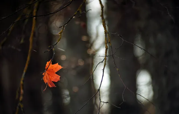 Autumn, sheet, branch