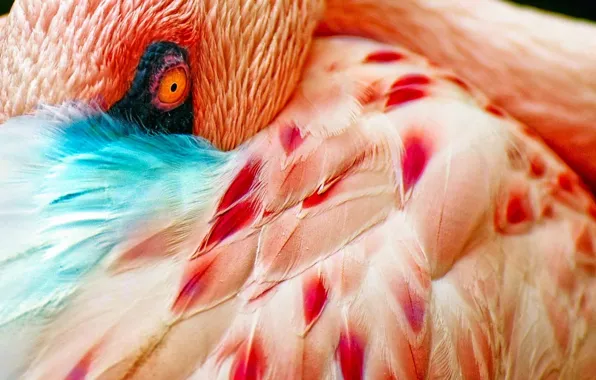 Abstraction, eyes, bird, Wallpaper, feathers