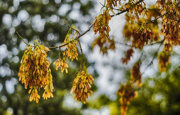 Picture autumn, tree, bokeh