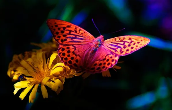 Picture flower, butterfly, flower, butterfly