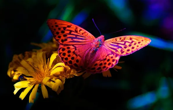 Flower, butterfly, flower, butterfly