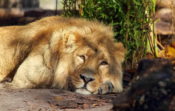 Face, predator, Leo, lies, looks, lion, big cat, brooding