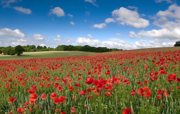 Field, summer, the sky, clouds, trees, Maki