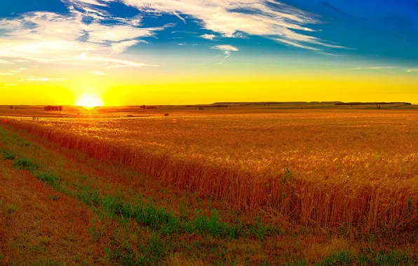 Picture field, the sky, grass, the sun, dawn, space, ears