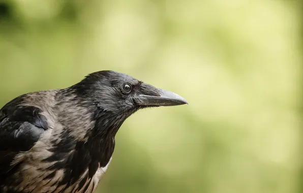 Nature, background, bird