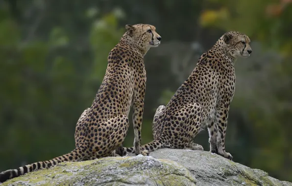 Stone, pair, Cheetah, two, sitting, cheetahs, two Cheetah
