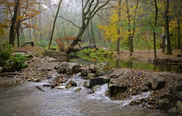 Picture autumn, forest, fog, river, stones, stream