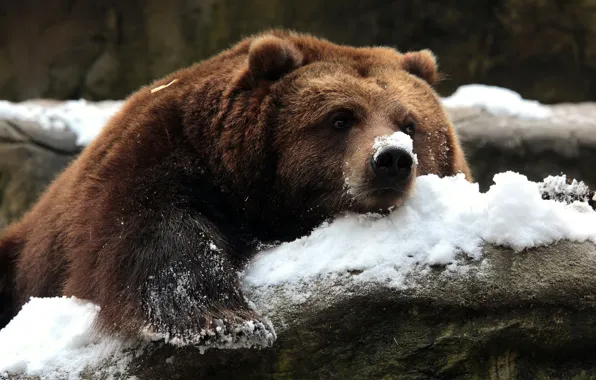 Picture snow, nature, bear