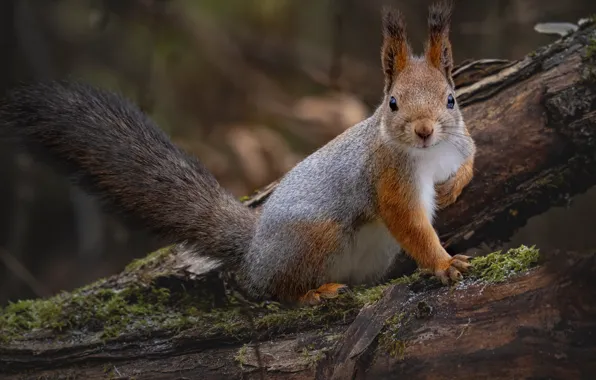 Picture nature, tree, animal, protein, trunk, animal, rodent