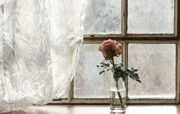 Flower, rose, window, curtains