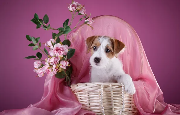 Picture basket, roses, necklace, puppy, the Sealyham Terrier