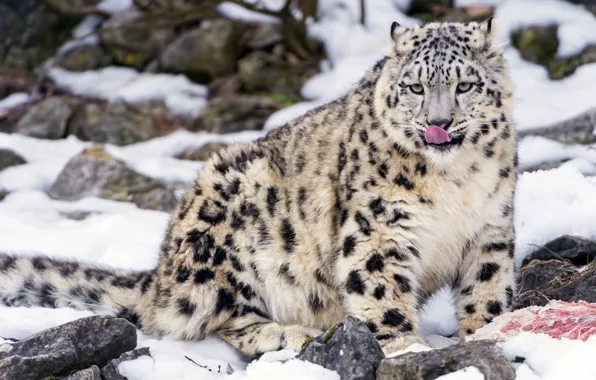 Picture language, cat, snow, stones, kitty, meat, IRBIS, snow leopard