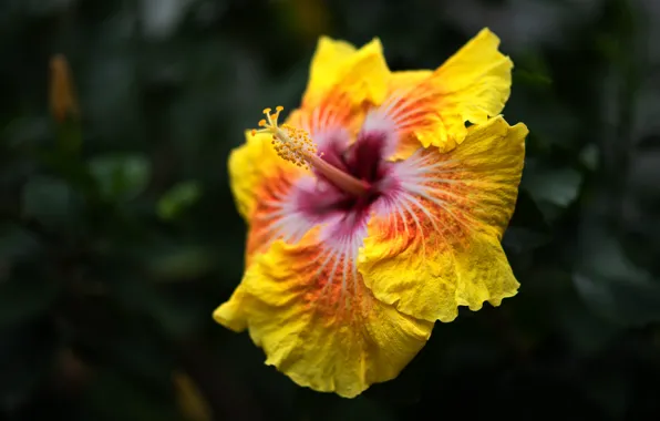 Flower, macro, yellow, the dark background, bokeh, hibiscus