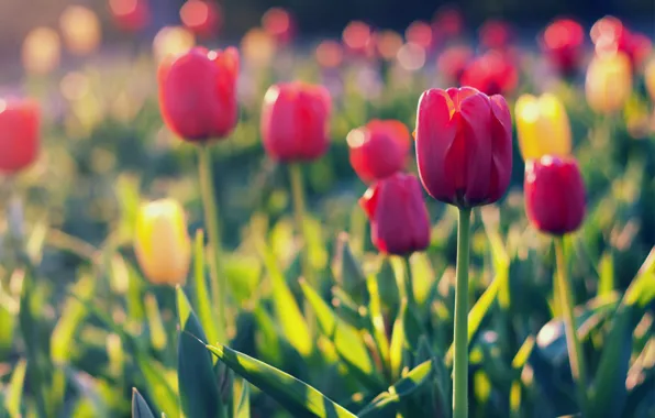 Picture field, glare, focus, yellow, petals, blur, tulips, red