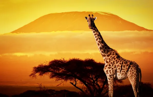 Trees, sunset, giraffe, Africa