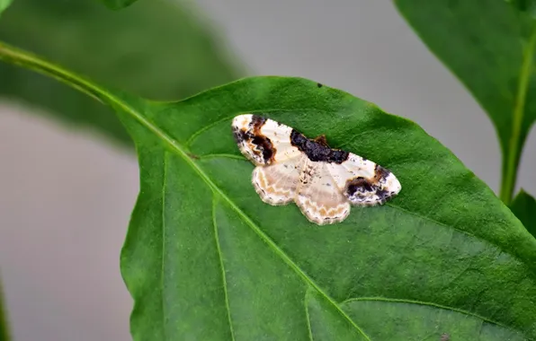 Leaves, microsemi, butterfly, wings, insect, beautiful, closeup